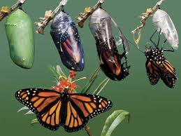 Are You Living in a World Too Small for What Wants to Emerge