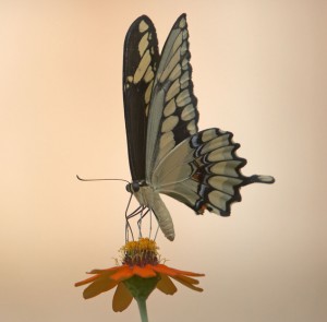 butterfly