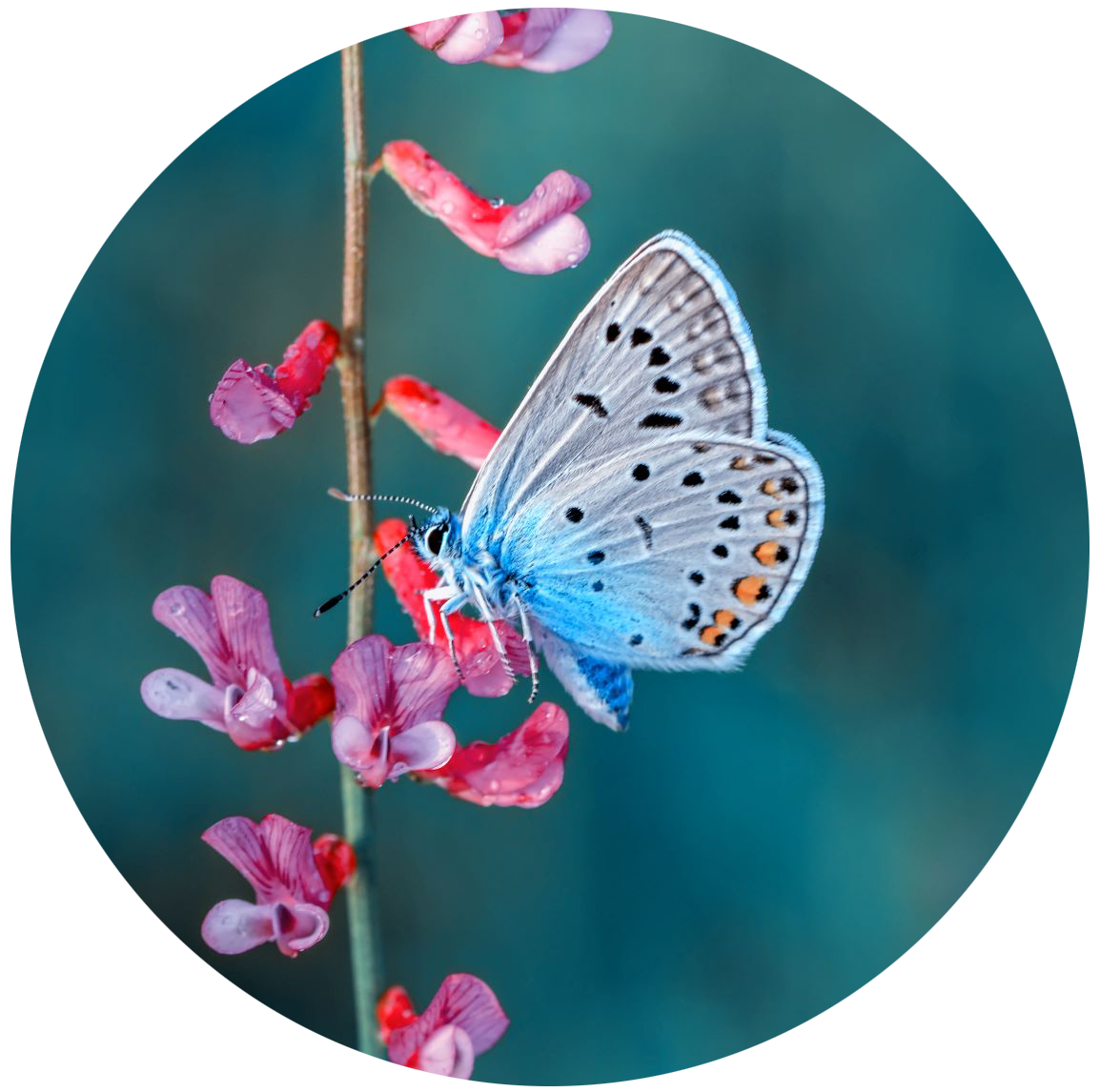 ButterflyOnFlowerRound