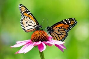 : GUIDANCE, LIBERATION JOURNEY SESSION OR COLLABORATION EXPLORATION